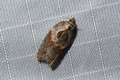 Acleris maculidorsana