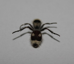 Dasymutilla sicheliana