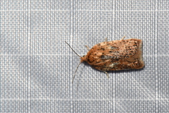 Acleris