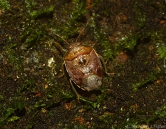 Menida spectabilis