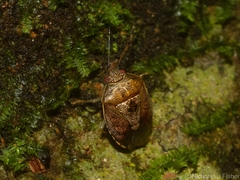 Menida spectabilis