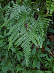 Adiantum