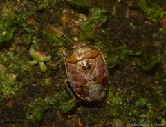 Menida spectabilis