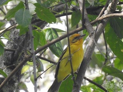 Piranga bidentata
