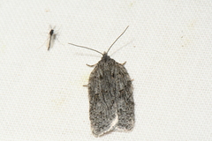 Acleris maximana