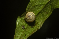 Posorites conscendens