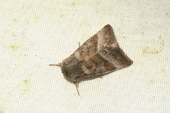 Papaipema eupatorii