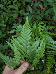 Adiantum