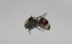 Dasymutilla sicheliana