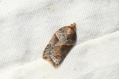 Acleris maccana