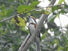 Vireolanius melitophrys