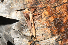 Xylena curvimacula
