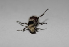Dasymutilla sicheliana