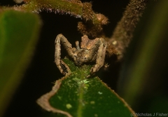 Stephanopis barbipes