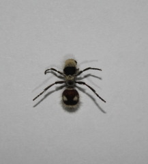 Dasymutilla sicheliana