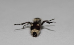 Dasymutilla sicheliana