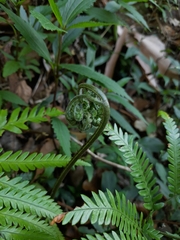 Adiantum