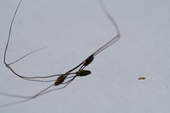 Austrostipa breviglumis