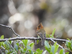 Mitrephanes phaeocercus