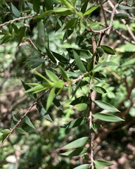 Melaleuca styphelioides