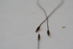 Austrostipa breviglumis