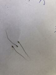 Austrostipa breviglumis