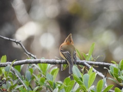 Mitrephanes phaeocercus