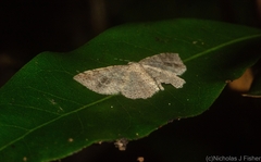 Minoa euthecta