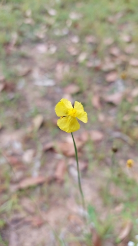 Hawai'i yelloweyed grass (Xyris complanata)