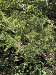 Melaleuca styphelioides