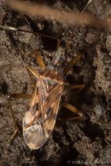 Ozophora picturata
