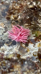 Okenia rosacea