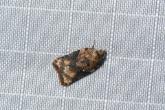 Acleris braunana