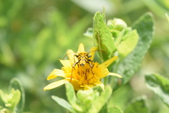 Verbesina sphaerocephala