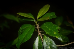 Acronychia pauciflora