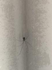 Crossopriza lyoni