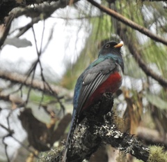 Trogon mexicanus