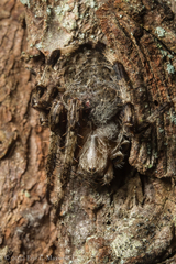Araneus saevus