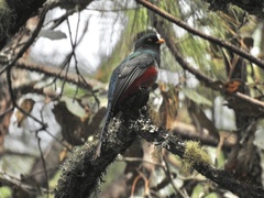 Trogon mexicanus