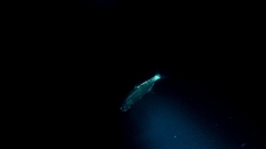 Megalops atlanticus