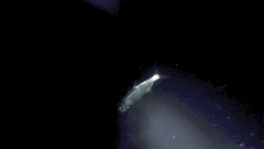 Megalops atlanticus