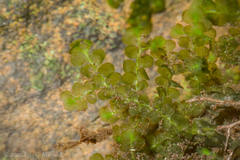 Scapania undulata