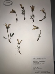 Pedicularis capitata