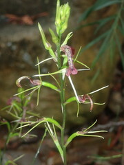 Cryptostylis leptochila