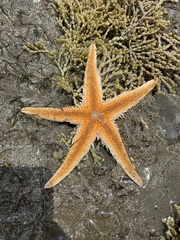 Astropecten polyacanthus