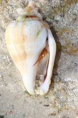 Gibberulus