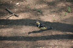 Trachyphonus vaillantii