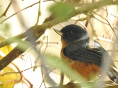 Diglossa baritula