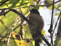 Diglossa baritula