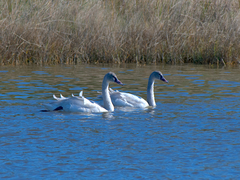 Cygnus columbianus